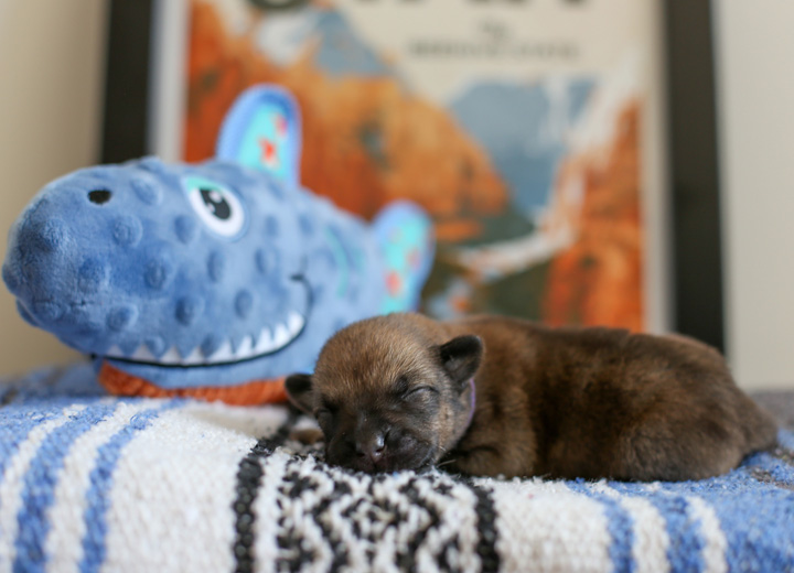 chinook puppy
